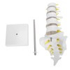 Human Lumbar Vertebral Model School Educational Teaching Model Tool Spine