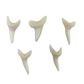 Heyiwell 5PC Shark Teeth,Real Shark Tooth Charm Pendant for Jewelry Necklace Making DIY Crafts Approx 1-1/8" Inch