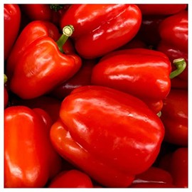 Everwilde Farms - 1 Lb California Wonder Sweet Pepper Seeds - Gold Vault