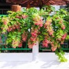 5 Seeds Rangoon Creeper, Red Pink Quisqualis Flower Seeds Combretum