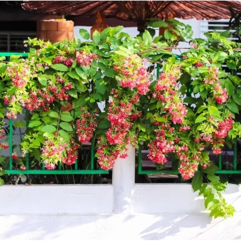 5 Seeds Rangoon Creeper, Red Pink Quisqualis Flower Seeds Combretum