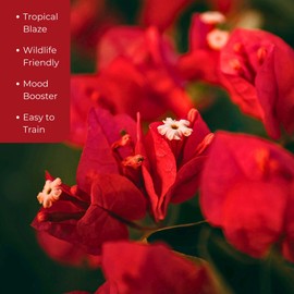 6 San Diego Red Bougainvillea, Live Plants – Fast-Growing Tropical Vine, Thriving in 2.5" Nursery Cubes