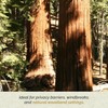 2 Coastal Redwood Trees – Live Plants – Sequoia sempervirens