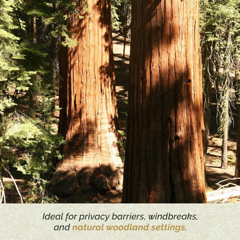 2 Coastal Redwood Trees – Live Plants – Sequoia sempervirens