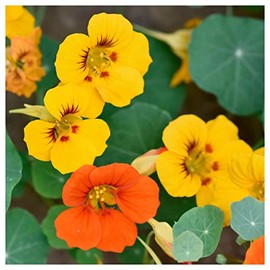 Everwilde Farms - 1 Lb Nasturtium Mix Wildflower Seeds - Gold Vault