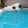 3 PCS Dog Swim Cap Waterproof Rubber Ear Covers 3