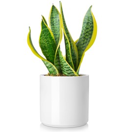 vancasso Ceramic Plant Pots, 6 Inch Planter Pot with Drainage Hole, Flower Pots for Indoor Outdoor Plants, White