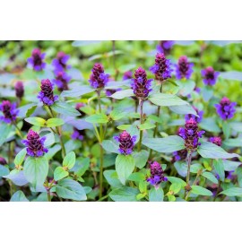 Southeast Seeds Heal All Seeds, Self Heal, Dragon Head, Heart of the Earth, FREE SHIPPING - 800 Seeds or 1 Gram