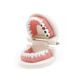 Dental Caries Study Tool Adult Standard Typodont Demonstration Teeth Model for Kids Oral Care Teaching