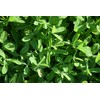 Hale Habitat & Seed Kura Clover Blend, 1/2 Acre, Perennial