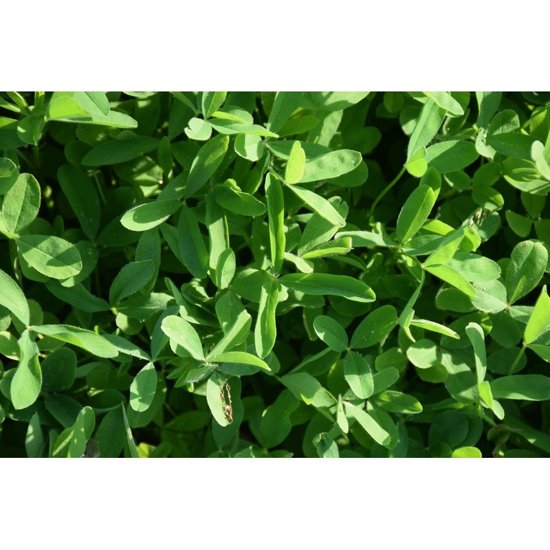 Hale Habitat & Seed Kura Clover Blend, 1/2 Acre, Perennial