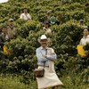 Juan Valdez | Café Soluble Liofilizado Orgánico de Colombia |