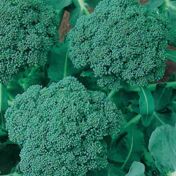 Organic Green Sprouting Calabrese Broccoli Seeds - 1/4 LB ~36,000