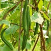 20 Luffa Sponge Gourd Non-GMO Heirloom Vegetable Seeds