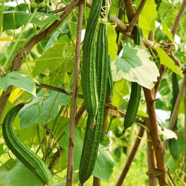 20 Luffa Sponge Gourd Non-GMO Heirloom Vegetable Seeds