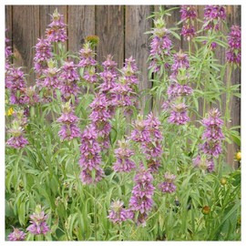 Everwilde Farms - 1 Lb Lemon Mint Native Wildflower Seeds - Gold Vault