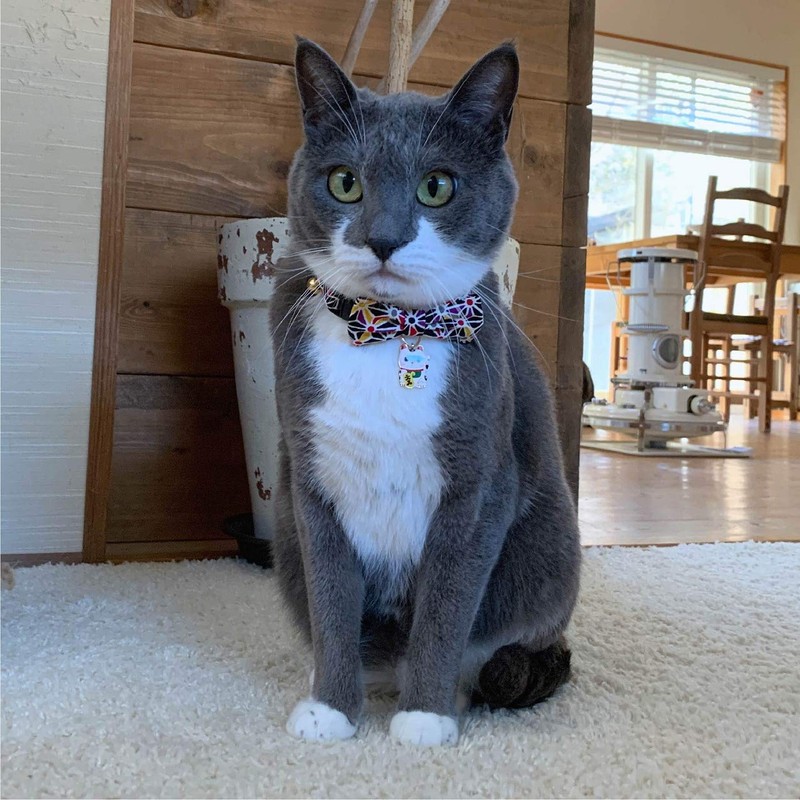 Necoichi Lucky Cat Charm Bow Tie Cat Collar (Black) with
