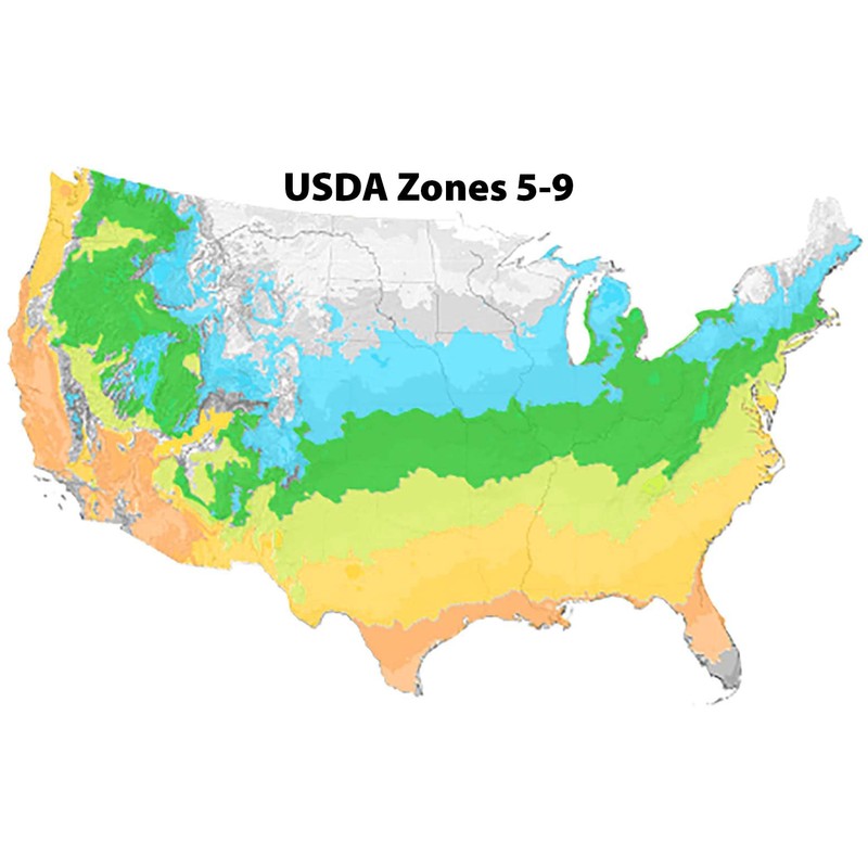 Blooming & Beautiful – Eclipse Bigleaf Hydrangea – 3 gal