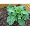 1000+ Georgia Southern Collard Greens Seeds for Planting - Heirloom,