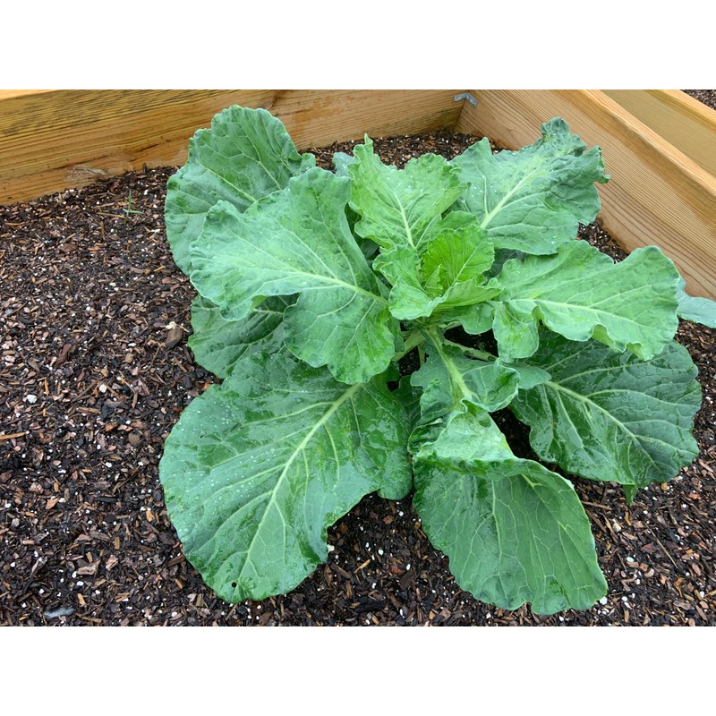 1000+ Georgia Southern Collard Greens Seeds for Planting - Heirloom,