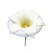 PME 109SE020 JEM Lily Former for Sugarcraft Flowers, White, 12