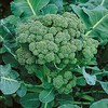 Broccoli Green Sprouting Heirloom Great Vegetable Seeds by Seed Kingdom (5 Lb Seeds)