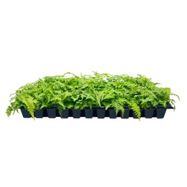 Japanese Painted Fern | 3 Live Plants | Athyrium Niponicum | Shade Garden Essential | Lush Foliage Accent