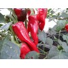 Piment D Espelette Pepper 10+ seeds