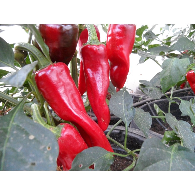 Piment D Espelette Pepper 10+ seeds