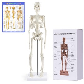 NLShan Human Skeleton Model for Anatomy: Scientific Model with Movable Arms, Legs & Display Stand - 17" Mini Human Skeleton Model for Study and Display