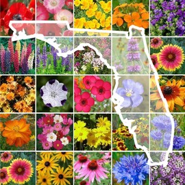 Eden Brothers Florida Wildflower Mixed Seeds for Planting, 1 oz, 30,000+ Seeds with Cornflower, Cosmos, African Daisy | Attracts Pollinators, Plant in Spring or Fall, Zones 3, 4, 5, 6, 7, 8, 9, 10