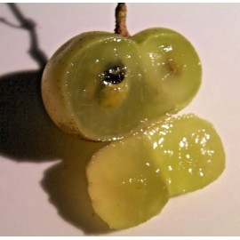 Unbranded 20 thin cuttings of organic Bronze Carlos Muscadine Grapevine