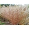 1000 Little Bluestem Native American Ornamental, Prairie Grass Seeds -