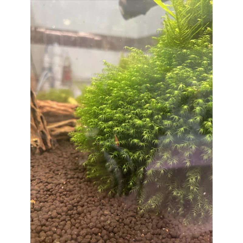 2X4in Portion Of Fissidens fontanus Live Aquarium Plants Phoenix Moss