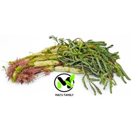 Mai's Family WATER MIMOSA SEEDS, HẠT RAU NHÚT (Sensitive Plant), Neptunia oleracea  - 10