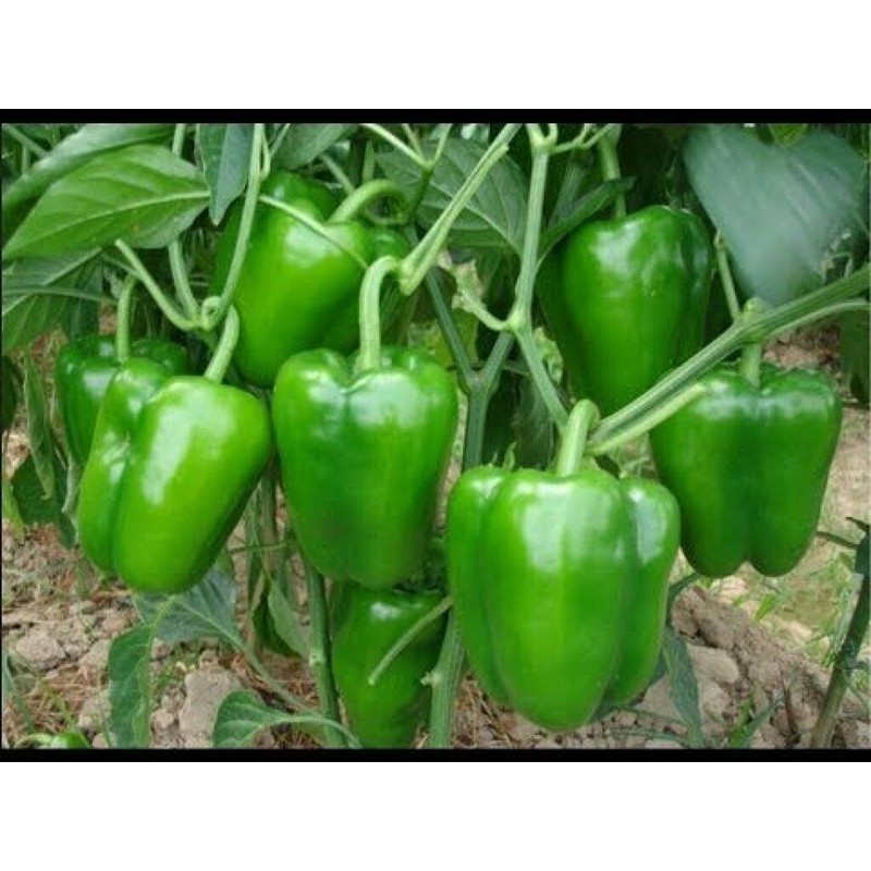 Inherited Seeds HEIRLOOM Survival Kit 3000+ seeds 18 Varieties Pack