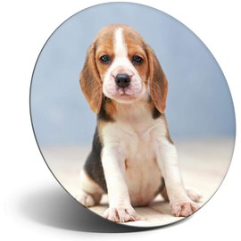 Destination Vinyl ltd Magnet for Refrigerator, Fridge - Cute Little Beagle Puppy Dog for Office, Cabinet and Whiteboard, Magnetic Stickers, 44787