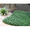 Classy Groundcovers, Asiatic/Dwarf Asian/Minima/Japanese/Yellow Star Jasmine (50 Bare Root Plants)