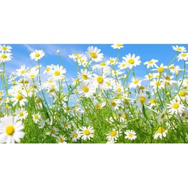 Rare Flower Seeds Anthemis nobilis 1000+ Chamomile Flowering Herb Seeds