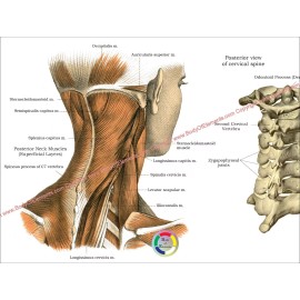 Spinal Muscle Spine Anatomy Poster Chiropractic Medical Chart Laminated 24 X 36 - Satin Finish Paper