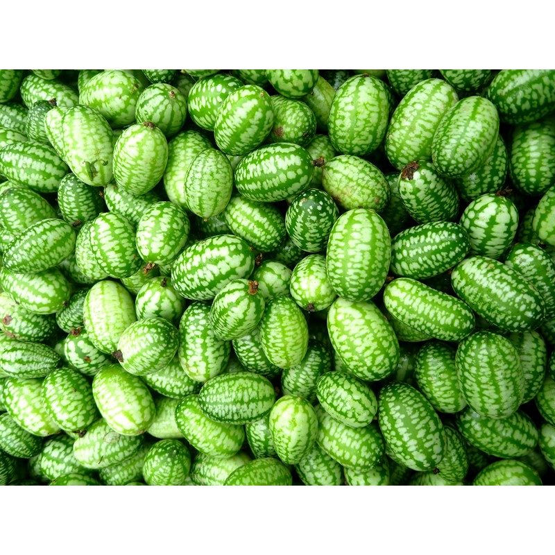 Mexican Miniature Watermelon 15 Seeds -Melothria scabra