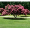 Shrubs 2 Mixed Crape Myrtle Shrubs/Trees,18-24" Tall Plants, Lagerstroemia indica