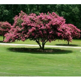 Shrubs 2 Mixed Crape Myrtle Shrubs/Trees,18-24" Tall Plants, Lagerstroemia indica Rosea