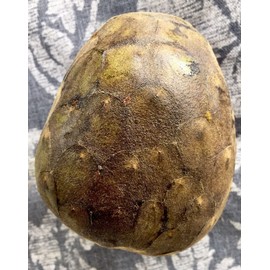 10 Cherimoya Seeds -Annona Cherimola