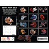 Betta Fish Calendar 2026 Monthly Wall Calender 12 Month |
