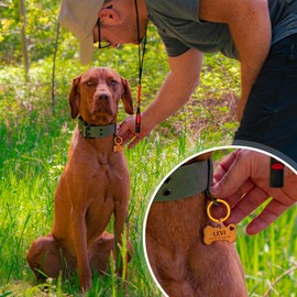 FELLSOCKE Hundemarke mit Gravur aus Edelstahl, Individuell gravierbar, Robuste Tiermarke, Dogtag Anhänger Hunde, Pferde, Katzen & Welpen (Goldfarben, 50x28 mm)