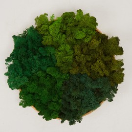 Prefleur Preserved Reindeer Mix Craft Moss Natural Green DIY Kit Gardenning Art Wall Decor Florist Easter Table Decor Wedding Decor (1lb)(Green-02 Green-06 Green-13 Green-14 Green15)(Style-20)