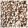 Everwilde Farms - 1 Lb Soldier Dry Bean Seeds -