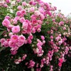 200+ Mix Climbing Rose Seeds for Planting Outdoors Ornamental Climbing