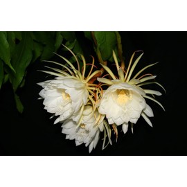 White Queen of The Night Orchid Cactus Cutting, Epiphyllum Oxypetalum Cactus Cutting, 8 Inc to 10 Inc Tall, No Root